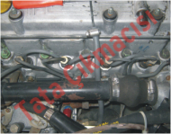 Plants: image 1 0f 20 thumb